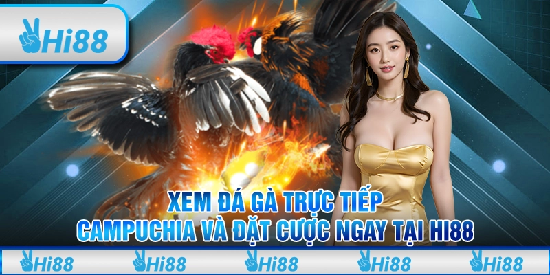 Xem Đá Gà Trực Tiếp Campuchia Và Đặt Cược Ngay Tại Hi88