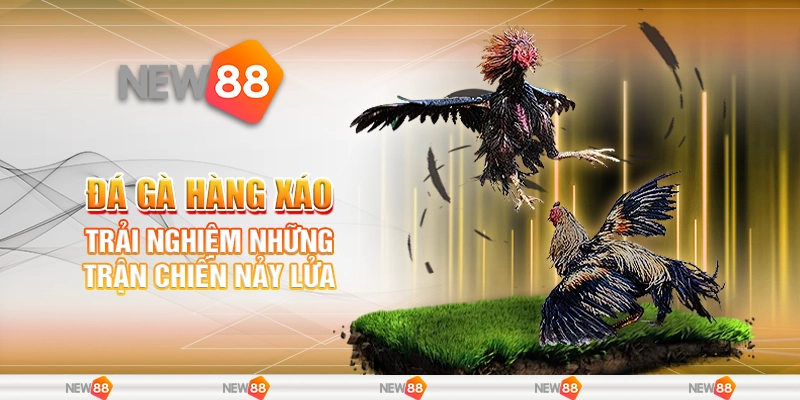 Đá gà hàng xáo