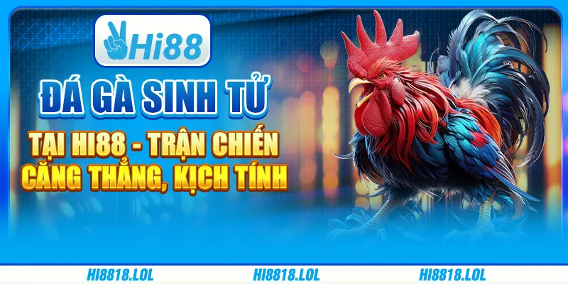 Đá Gà Sinh Tử Tại Hi88 - Trận Chiến Căng Thẳng, Kịch Tính